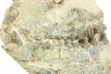 Fossil Oreodont (Merycoidodon) Partial Skull - South Dakota #269938-1